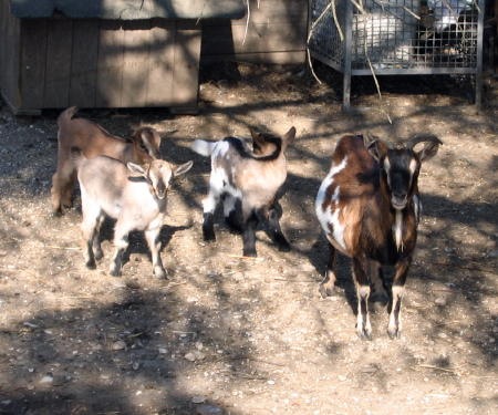 baby goats